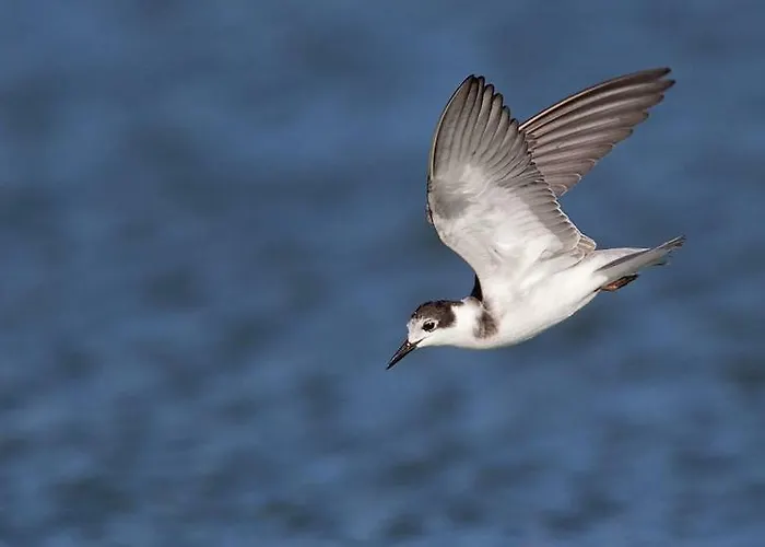 Casa Gaivina 1 * Torreira